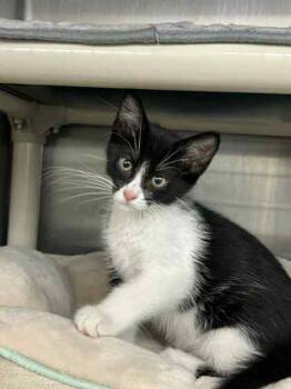 Rescue Domestic Short Hair Cats for Adoption in Munster, Indiana - Castle | PetCurious