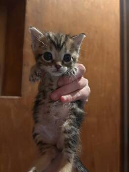 Dante -  Domestic Short Hair Cat Available for Adoption in Douglasville, Georgia - Dante | PetCurious