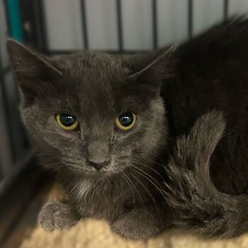 Rescue Domestic Medium Hair Cats for Adoption in Davenport, Iowa - Unfrosted Poptarts | PetCurious