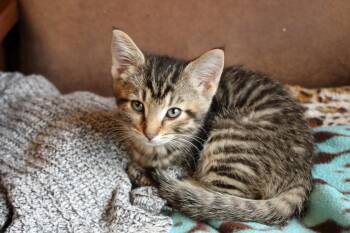 Rescue Domestic Short Hair Cats for Adoption in Urbana, Ohio - Molly Of Denali | PetCurious