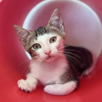 Domestic Short Hair Cats Available for Adoption in Honolulu, Hawaii - Finch | PetCurious