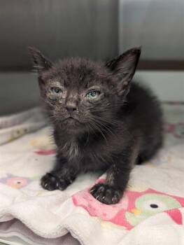 ODESSA -  Domestic Short Hair Cat for Adoption in Dallas, Texas - ODESSA | PetCurious