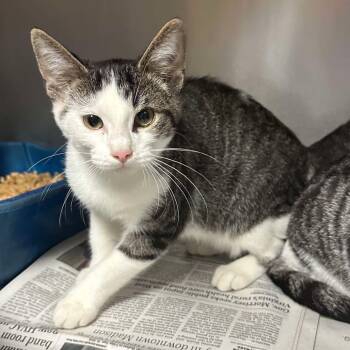 Rescue Domestic Short Hair Cats for Adoption in Washington, District Of Columbia - Nature Siblings: Bud (16749) | PetCurious