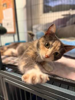 Domestic Short Hair Cats Available for Adoption in Peru, New York - Helen | PetCurious