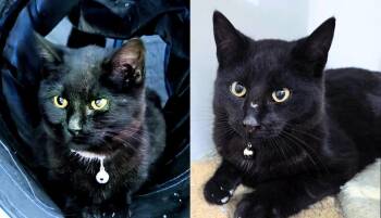 Domestic Short Hair Cats Available for Adoption in Waverly, Iowa - Danny And Sandy | PetCurious