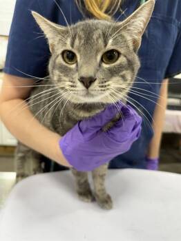 REMI -  Domestic Short Hair Cat for Adoption - REMI | PetCurious