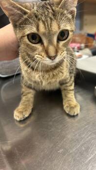 Sage -  Domestic Short Hair Cat for Adoption in Chamblee, Georgia - Sage | PetCurious