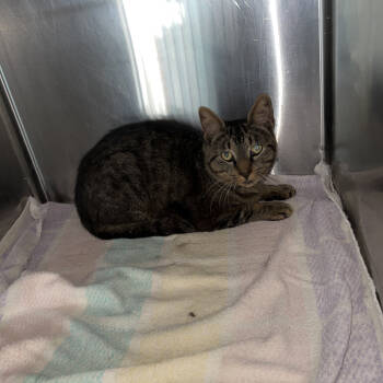 Rescue Domestic Short Hair Cats for Adoption in Blairsville, Georgia - Felix | PetCurious