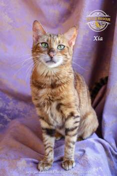 Bengal and Tiger Cats Available for Adoption in Riverside, California - Xia | PetCurious