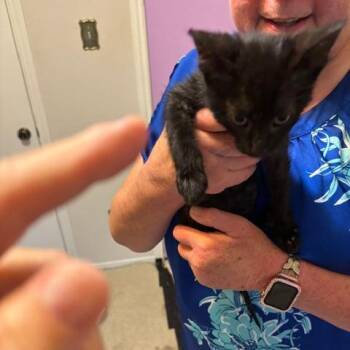 Nicole -  Domestic Short Hair Cat for Adoption in League City, Texas - Nicole | PetCurious