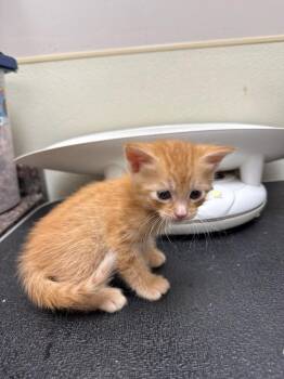 Domestic Short Hair Cats Available for Adoption in Great Bend, Kansas - Jerry | PetCurious