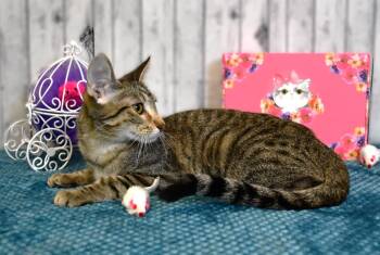 Rescue Domestic Short Hair Cats for Adoption in Roanoke, Texas - Jackie | PetCurious