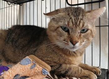 Bob -  Domestic Short Hair Cat for Adoption in Dickson, Tennessee - Bob | PetCurious
