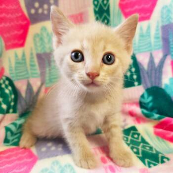 Domestic Short Hair Cats Available for Adoption in Mt. Juliet, Tennessee - Scuffle | PetCurious