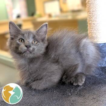 Chili -  Domestic Long Hair Cat Available for Adoption in Toledo, Ohio - Chili | PetCurious