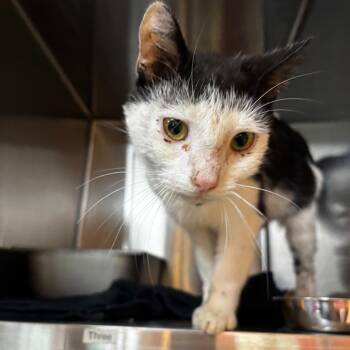 Farquaad -  Domestic Short Hair Cat for Adoption in Shinnston, West Virginia - Farquaad | PetCurious