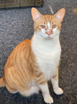 Rescue Domestic Short Hair Cats for Adoption in Oakboro, North Carolina - Rajah | PetCurious