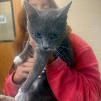 Domestic Short Hair Cats Available for Adoption in Corinth, Mississippi - Bev | PetCurious