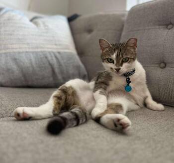 The Abominable Snowball -  Domestic Short Hair Cat for Adoption in Fort Belvoir, Virginia - The Abominable Snowball | PetCurious
