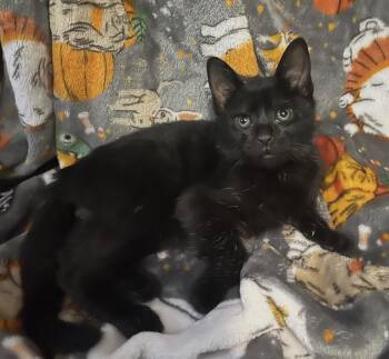 Midnight -  Domestic Short Hair Cat for Adoption in Rio Linda, California - Midnight | PetCurious