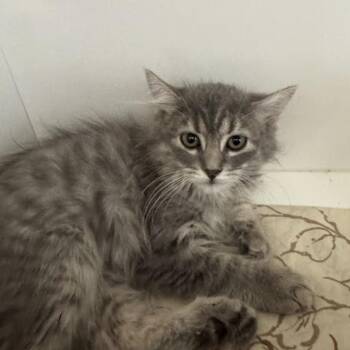 Lilly -  Domestic Long Hair Cat Available for Adoption in Jupiter, Florida - Lilly | PetCurious