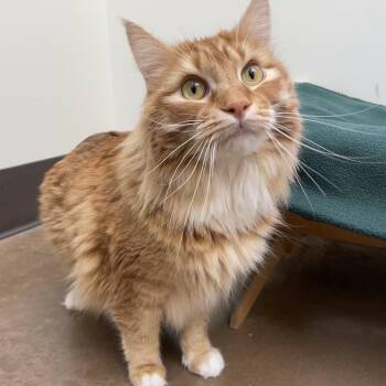 Cosmo -  Domestic Long Hair Cat for Adoption in Friday Harbor, Washington - Cosmo | PetCurious