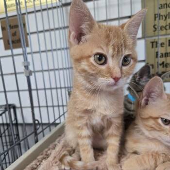 Buggy LR7 -  Domestic Short Hair Cat for Adoption in Union, Missouri - Buggy LR7 | PetCurious