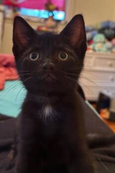 Binks at PetSmart in Athens, GA -  Domestic Short Hair Cat for Adoption in Watkinsville, Georgia - Binks At PetSmart In Athens, GA | PetCurious