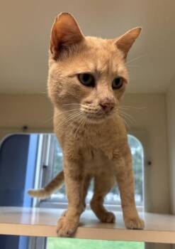 Colorado -  Domestic Short Hair Cat for Adoption in Chamblee, Georgia - Colorado | PetCurious
