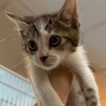 Saltwater Taffy -  Domestic Short Hair Cat for Adoption in Chattanooga, Tennessee - Saltwater Taffy | PetCurious