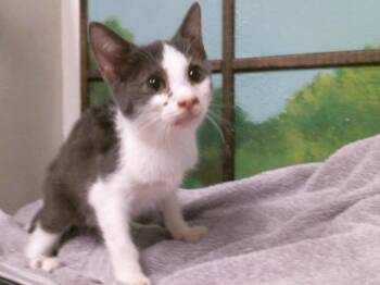 JOHAN -  Domestic Short Hair Cat for Adoption in Houston, Texas - JOHAN | PetCurious