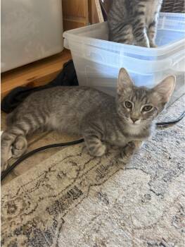 Scoop -  Tabby Cat for Adoption in Chandler, Arizona - Scoop | PetCurious
