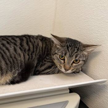 Rescue Domestic Short Hair Cats for Adoption in Rifle, Colorado - Sorrell | PetCurious