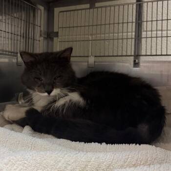 Domestic Short Hair Cats Available for Adoption in Bristol, Indiana - Finn | PetCurious