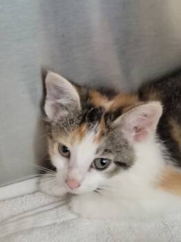 Rescue Domestic Short Hair Cats for Adoption in Fishers, Indiana - Hestia | PetCurious