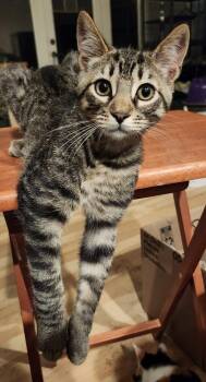 Domestic Short Hair Cats Available for Adoption in Salinas, California - Bunco | PetCurious