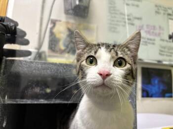 CHEESE NEWT -  Domestic Short Hair Cat for Adoption in Pueblo, Colorado - CHEESE NEWT | PetCurious