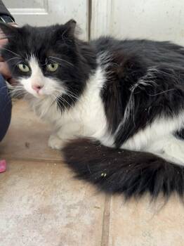 Maine Coon and Domestic Long Hair Cats Available for Adoption in Syosset, New York - Magnolia | PetCurious