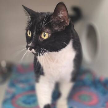 Smoosh -  Domestic Short Hair Cat for Adoption in Champaign, Illinois - Smoosh | PetCurious