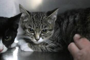 Farrah -  Domestic Short Hair Cat for Adoption in Brunswick, Georgia - Farrah | PetCurious