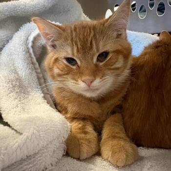 Domestic Short Hair Cats Available for Adoption - Saturn | PetCurious
