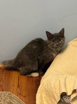 Rescue Domestic Medium Hair Cats for Adoption in West Mifflin, Pennsylvania - Chotto | PetCurious