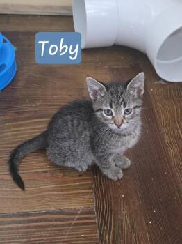 Domestic Short Hair Cats Available for Adoption in Metamora, Illinois - Toby. | PetCurious