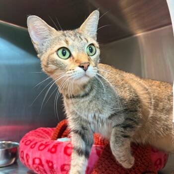 Kika -  Domestic Short Hair Cat for Adoption in Cumming, Georgia - Kika | PetCurious