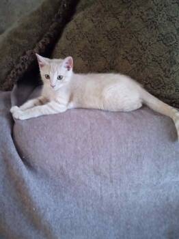 Rescue Domestic Short Hair Cats for Adoption in Cedar Rapids, Iowa - Watson | PetCurious