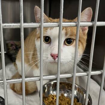 Domestic Short Hair Cats Available for Adoption in Canton, Illinois - Rio | PetCurious