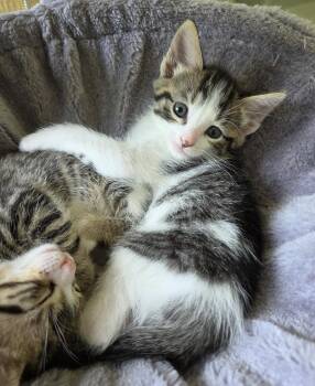 Domestic Short Hair Cats Available for Adoption in Pittsboro, North Carolina - Milkshake | PetCurious