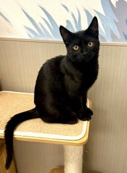 Rescue Domestic Short Hair Cats for Adoption in Westlake Village, California - Inky | PetCurious