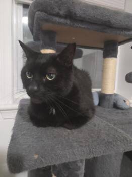 Newt Kuss -  Domestic Short Hair Cat for Adoption in Philadelphia, Pennsylvania - Newt Kuss | PetCurious