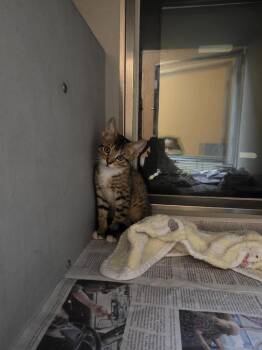 Excelsior -  Domestic Short Hair Cat for Adoption in Rowlett, Texas - Excelsior | PetCurious